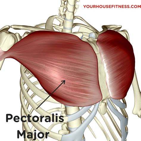 Lie on a foam roller, resting your arms at your sides. . Majorpectoralis lpsg